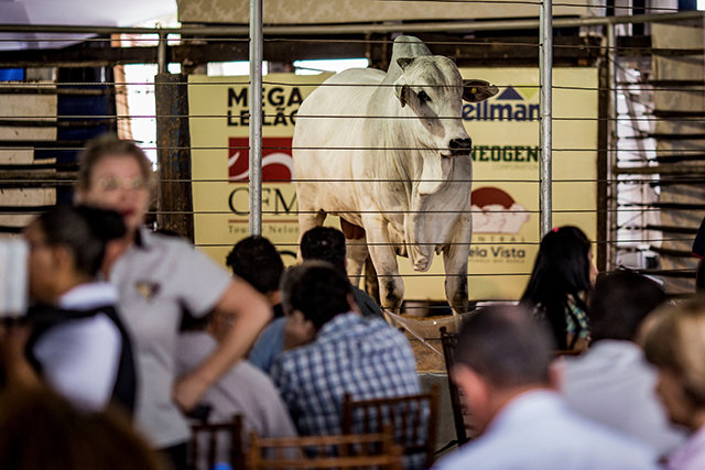 Megaleilão Nelore CFM vende 1.000 reprodutores com as melhores condições de compra e frete - Gente de Opinião