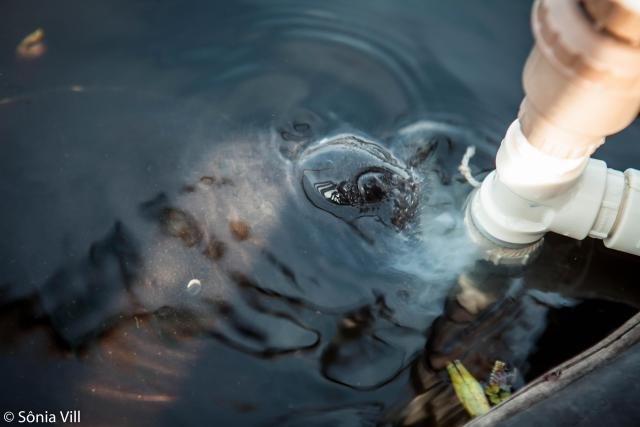 Peixe-boi-amazônico é espécie considerada ameaçada (Foto: Sônia Vill) - Gente de Opinião