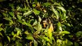 Macaco-de-cheiro-de-cabeça-preta pode ser extinto nos próximos 40 anos, mostra pesquisa