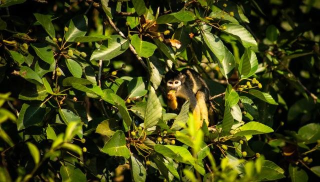 Primata tem a menor distribuição geográfica das Américas (Foto: Júlia de Freitas) - Gente de Opinião