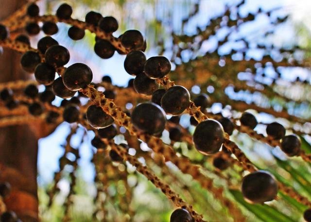 Falta de açaí na entressafra faz muitos estabelecimentos fecharem no período - Foto: Ronaldo Rosa - Gente de Opinião