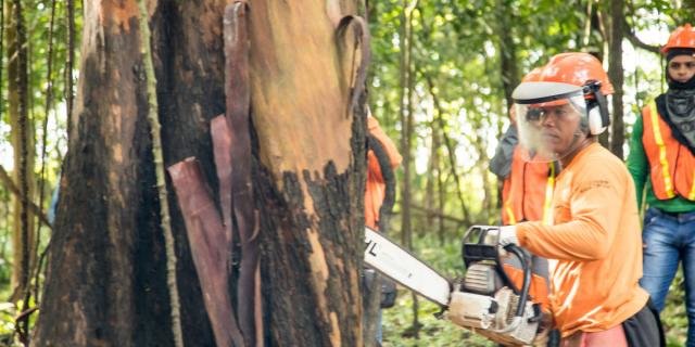 Manejo florestal segue critérios estipulados por lei (Foto: Everson Tavares) - Gente de Opinião