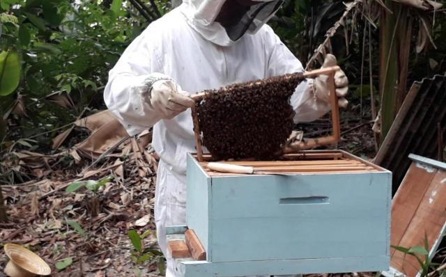 Porto Velho - Semagric intensifica programa para incentivar produção de mel - Gente de Opinião