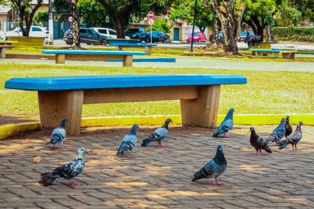 O contato ou a inalação de poeira em ambientes que possuem as fezes dos pombos provoca uma série de doenças graves - Gente de Opinião