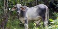 É possível criar gado de modo sustentável na Amazônia? Especialistas respondem