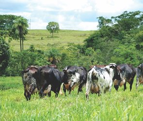 Sebrae dissemina conhecimento sobre encadeamento produtivo  - Gente de Opinião