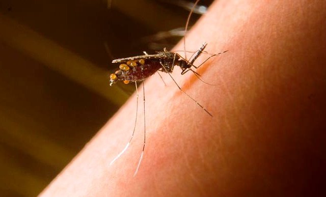 Malária é transmitida pela picada do mosquito do gênero Anopheles, infectado pelo Plasmodium - Gente de Opinião