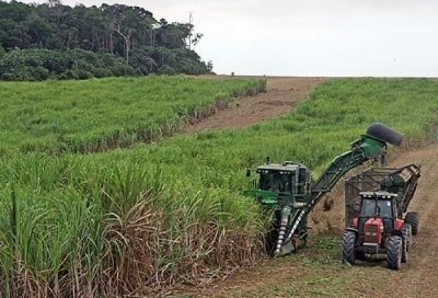 Brasil não reduz emissões, que vão piorar com cana na Amazônia e no Pantanal - Gente de Opinião