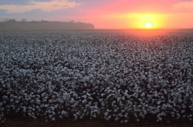 Produção de algodão em Vilhena contribui para crescimento das exportações do município e geração de centenas de empregos - Gente de Opinião