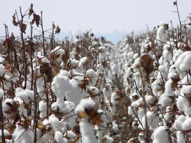 Produção de algodão em Vilhena contribui para crescimento das exportações do município e geração de centenas de empregos - Gente de Opinião