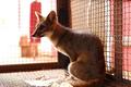 Jaguatirica, raposas e cobras: Semma cuida e devolve à Natureza 14 animais silvestres em outubro com parceria de órgãos ambientais