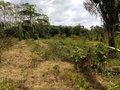 Projeto financiado pela Confiancelog para a Iniciativa Verde na Amazônia passa ileso por incêndios e desmatamento