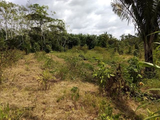 Trecho de restauração da Iniciativa Verde - Foto: Iniciativa Verde - Gente de Opinião