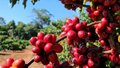 Pesquisa fundamenta primeira Indicação Geográfica de café canéfora do mundo