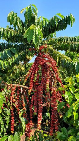 Robusta Amazônico é caso de sucesso na cafeicultura nacional - Gente de Opinião