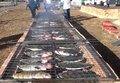Criação de peixes tem apoio do projeto Piscicultura no Estado de Rondônia