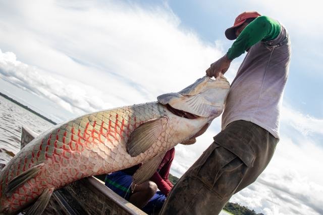 Manejo do pirarucu acontece na região do Médio Solimões, Amazônia Central, há mais de 20 anos (Foto: Bernardo Oliveira) - Gente de Opinião