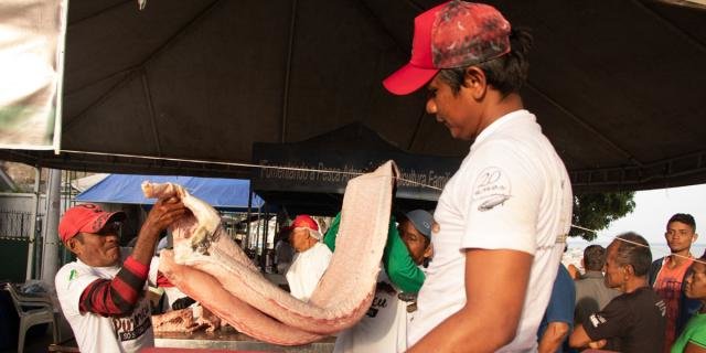 Pirarucu é fonte de renda para pescadores na Amazônia (Foto: Júlia de Freitas) - Gente de Opinião