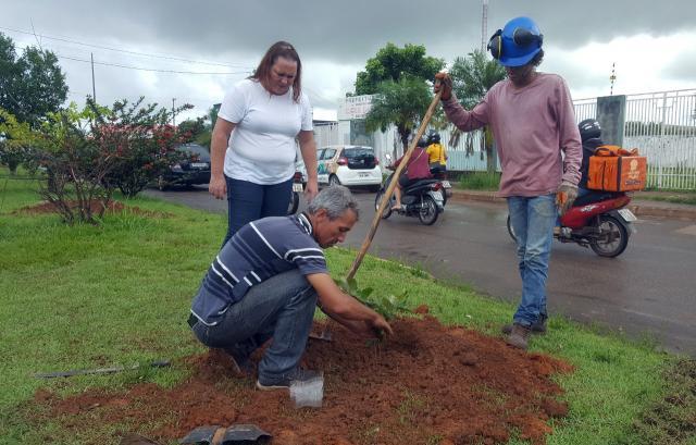 Secretaria de Meio Ambiente arboriza avenidas em Vilhena com mudas de ipê e oiti - Gente de Opinião