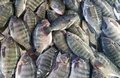 Prefeitura de Porto Velho reforça fiscalização para coibir irregularidades na venda de peixes