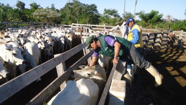 Vacinação do rebanho, contra a raiva, em áreas foco, é obrigatória - Gente de Opinião