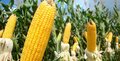 RONDÔNIA – Estimativa da Conab prevê aumento da produção de milho segunda safra