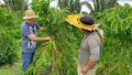 Quem ama florestas, consome cafés sustentáveis