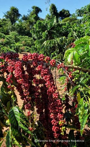 Produção sustentável de Robustas Amazônicos em Rondônia - Gente de Opinião