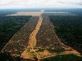Área desmatada na Amazônia a ser queimada em 2020 pode superar os 4,5 mil km2