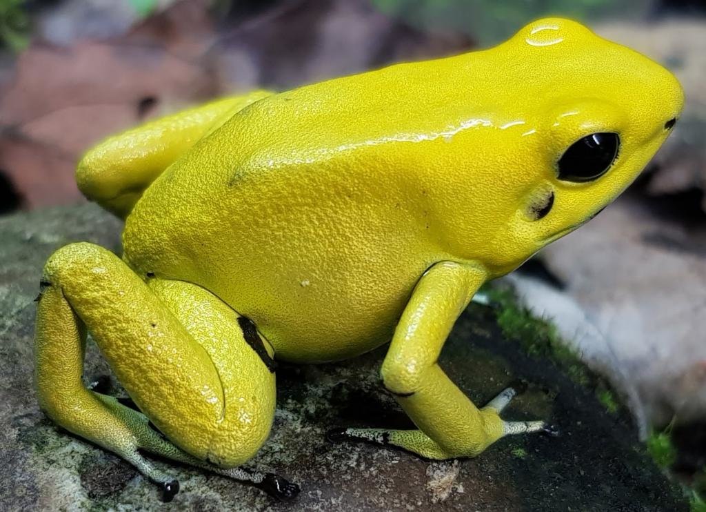 Terribilis Phyllobates - Gente de Opinião