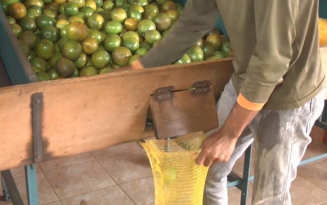 Consultoria financeira on line e gratuita do Sebrae auxilia produtor de laranja - Gente de Opinião