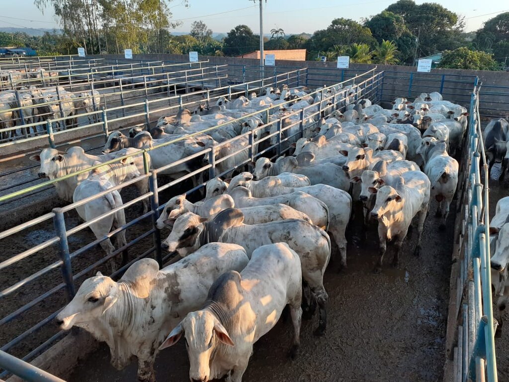 Circuito Nelore de Qualidade avalia 378 animais em Porto Velho (RO) - Gente de Opinião