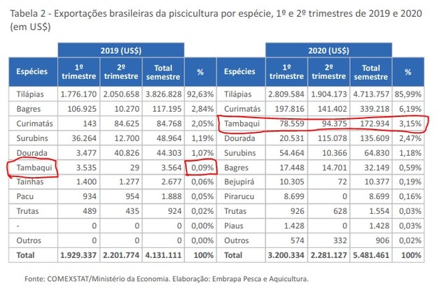 Tambaqui é o terceiro peixe mais exportado pelo Brasil - Gente de Opinião