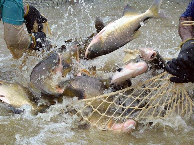 Tambaqui é o terceiro peixe mais exportado pelo Brasil - Gente de Opinião