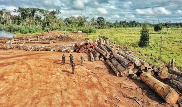 OPERAÇÃO BERTHOLLETIA:  PF desmonta organização criminosa de exploração ilegal de madeira - Gente de Opinião