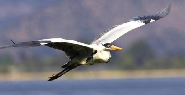 Garça Maguari (Ardea cocoi) - Gente de Opinião