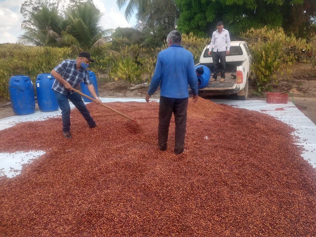 Produtores de Café de Rolim de Moura vão participar de concurso estadual de qualidade do café - Gente de Opinião