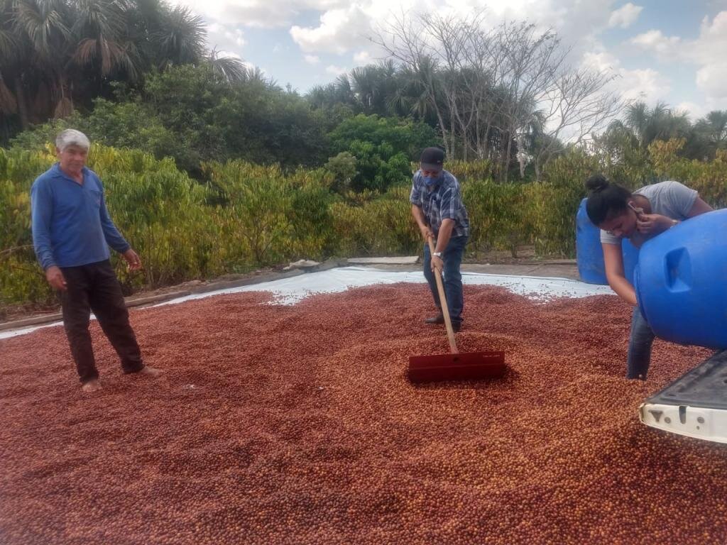 Produtores de Café de Rolim de Moura vão participar de concurso estadual de qualidade do café - Gente de Opinião