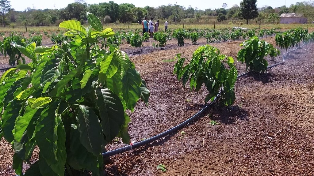 Distribuição de mudas de café clonal incentiva produtores a investir na lavoura em Castanheiras - Gente de Opinião