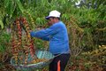 Embrapa é precursora da cafeicultura clonal no Amazonas