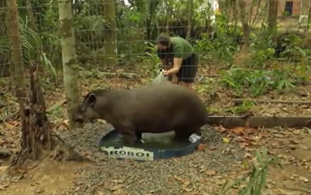 Animais silvestres apreendidos são acolhidos, tratados e depois devolvidos à natureza - Gente de Opinião