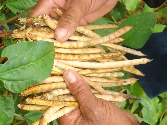 Participação da agricultura familiar na produção de alimentos no Brasil e em Rondônia - Foto: Renata Silva - Gente de Opinião