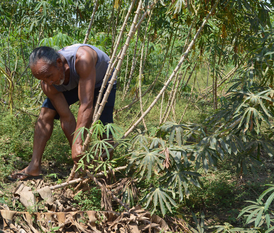A fertilidade natural dos solos do baixo madeira permite boa produção sem uso de agroquímicos - Gente de Opinião