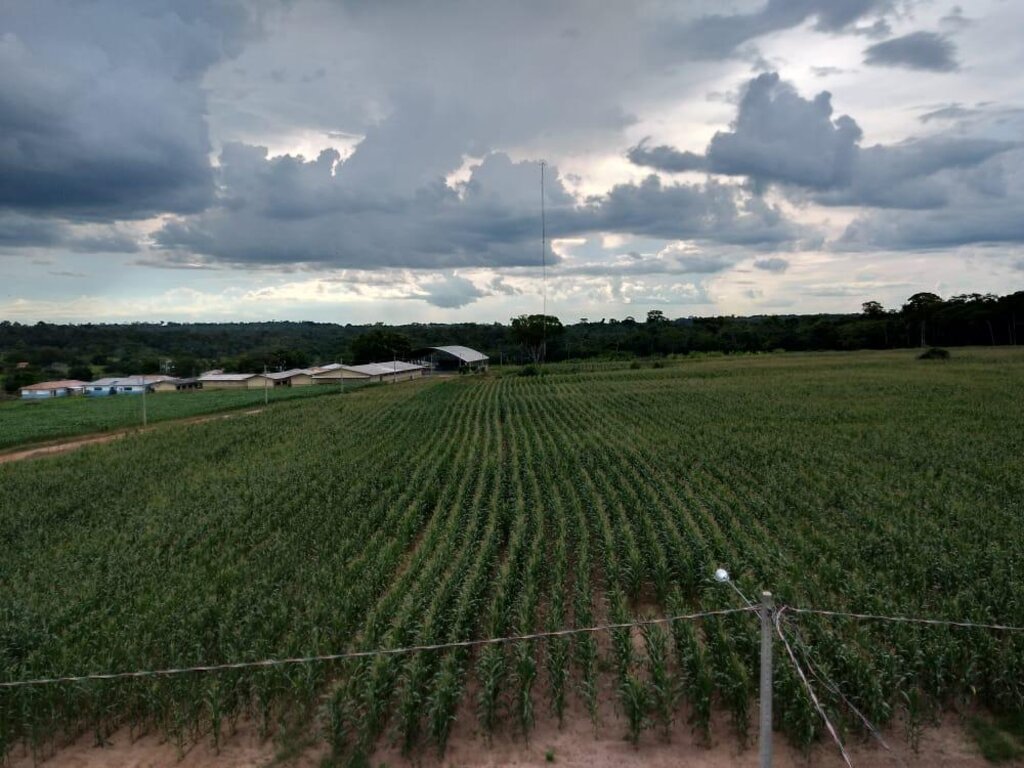 Com uma área de cultivo de milho de sete hectares, os alunos aprendem as técnicas de produção de silagem - Gente de Opinião