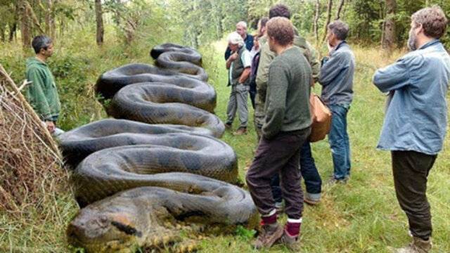 5 COBRAS GIGANTES CAPTURADAS - PARTE 2 - Gente de Opinião