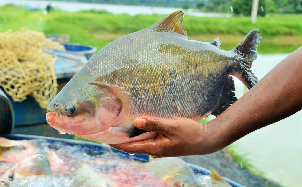 Ariquemes é o terceiro maior produtor de peixe do país - Gente de Opinião