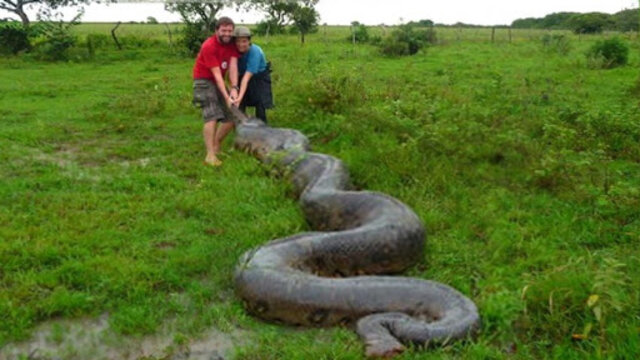 5 cobras gigantes capturadas parte 3 - Gente de Opinião