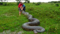 5 cobras gigantes capturadas parte 3