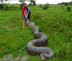 5 cobras gigantes capturadas parte 3