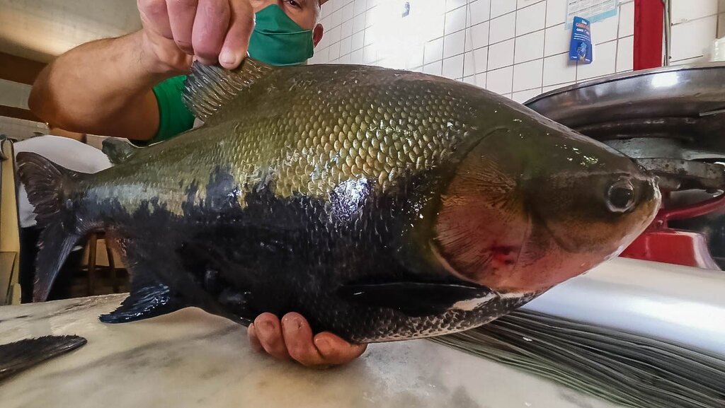 Produção de peixe de cultivo cresce na pandemia; exportação de tambaqui tem aumento de 648% - Gente de Opinião